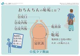 子どもの包茎 医師が教えるおちんちんの基礎知識 いしゃまち 教える 医療 健康