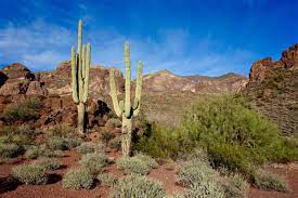 National monument and unesco biosphere reserve located in extreme southern arizona that shares a border with the mexican state of sonora. Sonoran Super Bloom At Mount Ajo Organ Pipe Cactus National Monument