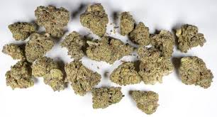 Image result for Eulophia hereroensis