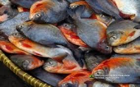 We did not find results for: Mengenal Kandungan Gizi Pada Ikan