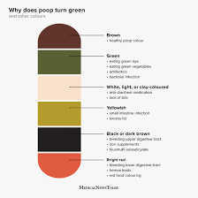 Image result for blood in stool human poop