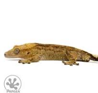 Male Tiger Crested Gecko | Pangea Reptile | Cr-2440 - Pangea ...