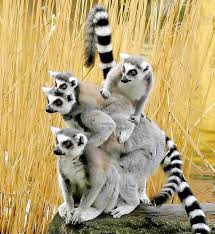 Lemurs Hayvan Yavrulari Sevimli Hayvan Yavrulari Hayvan Resimleri