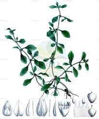 Image result for Hermbstaedtia linearis