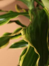 Image result for Dracaena steudneri