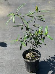 Image result for Barleria spinulosa