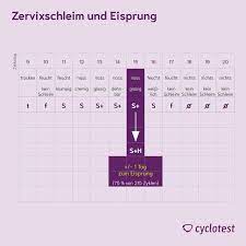 Zervixschleim Ausfluss Vor Eisprung Periode Bestimmen Cyclotest