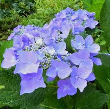 Tiny tuff stuff hydrangea spring meadow whole liners. Hydrangea Macrophylla Let S Dance Starlight Pp20019 Hydrangea Macrophylla Let S Dance Starlight Let S Dance Starlight Bigleaf Hydrangea Let S Dance Starlight Florist S Hydrangea Plant Lust