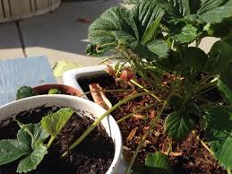 Cheap landscaping with tiles and flower beds 14. After Picking Strawberries How Should I Prune The Fruiting Stems Gardening Landscaping Stack Exchange