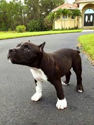 1d1812e4616703e965d083a0e72ae8ad Jpg 720 960 Pitbull Puppies Cute Puppies Pets