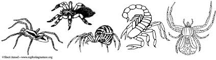 Spider coloring pages for kids to print and color. Invertebrate Coloring Pages