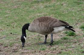 Or does not have an official representative national bird. Canada Goose Wildlife Illinois