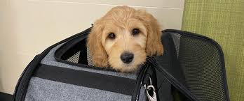 $100 mini labradoodle puppy discount for anyone who was referred by another doodle family who adopted a puppy from us. Providence Labradoodles Ohio Labradoodle Dog Breeder