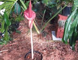 Image result for Amorphophallus goetzei