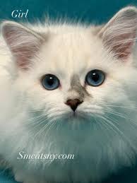 Devon rex , blue eye boy 2.5 months old Ready end of august #devonrex  #devonrexcat #devonrexofinstagram #devonrexkitten #devonrexcats  #devonrexlover #devonrexkittens #devonrexkittensfriends  #devonrexkittensforsale #devonrexkittensnyc #devonrexkittenspa ...