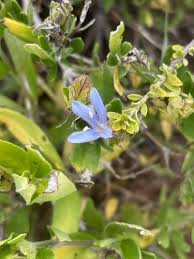 Image result for Megalochlamys revoluta