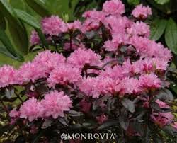 Black Satin Rhododendron Monrovia Black Satin Rhododendron Deer Resistant Garden Shade Garden Plants Rhododendron