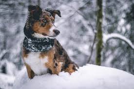 How cold is too cold for my dog to be outside? Brrrr How Cold Is Too Cold For Your Dog To Be Outside Animal Wellness Magazine