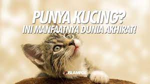 Manfaat membaca buku menurut islam tersirat dalam hadis hr. Nasib Kucing Setelah Mati Bisa Bertemu Di Surga Memorable With Us
