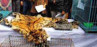 Pulau macan sebenarnya terdiri dari dua, yakni pulau macan besar, di mana terdapat eco resort dan fasilitas penunjang aktivitas wisata. Satwa Terus Terancam Ini Sitaan Kulit Harimau Macan Dahan Dan Binturong Hidup Mongabay Co Id