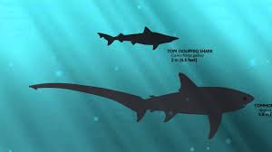 As an apex predator, the salmon shark feeds on salmon, squid, sablefish, and herring. 14 Shark Species Found In The Coastal Waters Of British Columbia Photos Videos News
