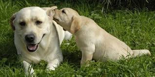 Pacific pups rescue saves dogs & puppies & puts them with a foster parent so they can be adopted by a loving family. Getting A Labrador Puppy Advice Tips And Information