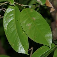 Image result for Crudia