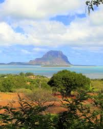 Image result for Hilsenbergia petiolaris