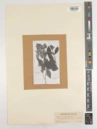 Image result for Flemingia grahamiana