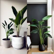 Bedroom Ideas For Women Best Color Accessories The Good Luck Duck Woman Bedroom Beautiful Bedrooms Decorate Your Room