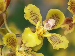 Image result for Ozoroa gomesiana