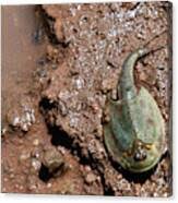 Image result for Tridactyle tricuspis