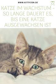 Die kenntnis über die verschiedenen entwicklungsstadien des katzenbabys auf dem weg ins erwachsenenalter hilft ihnen als tierhalter, auf mögliche veränderungen vorbereitet zu sein und die umgebung der katze entsprechend anzupassen. Wann Ist Eine Katze Ausgewachsen Das Sind Wichtige Faktore Katzen Baby Katzen Katzen Alter