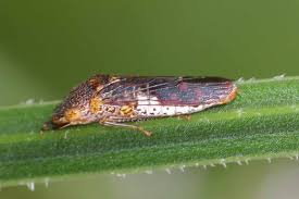 Image result for Cincinnobotrys speciosus