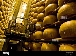 Image result for Casearia gladiiformis