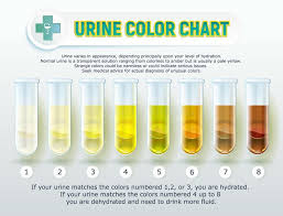 Urine Color Chart 1 Stock Vector Illustration Of Color