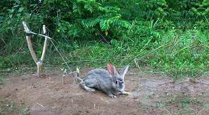 Just make use of carrots and apples as baits to catch rabbits quickly. How To Catch A Rabbit Easy Secret Way By Expert The Pets Advisor