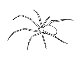 How To Draw A Spider Step By Step - Easy Animals 2 Draw Spider Drawing Spider Art Spider