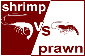 What Size Shrimp To Buy The American Shrimp Company