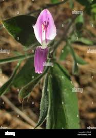 Image result for Trianthema salsoloides