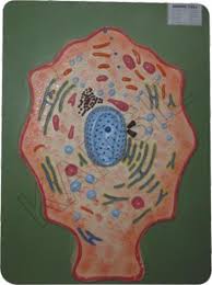 Maybe you would like to learn more about one of these? Animal Cell For Zoology Model Zoology Models N C Kansil Sons New Delhi Id 2904035997