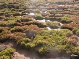 Image result for Sarcocornia perennis