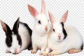 See more of cute rabbit pictures on facebook. Three Rabbits Unity Cute Rabbit Png Pngegg
