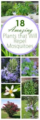 Maybe you would like to learn more about one of these? 18 Amazing Plants That Will Repel Mosquitos Bees And Roses Plants Mosquito Repelling Plants Planting Flowers