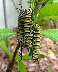 Monarch Butterfly Caterpilars Monarch Larvae Feed Exclusively On Milkweed They Are Eating Monarch Butterfly Monarch Caterpillar Raising Monarch Butterflies