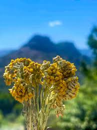 Image result for Helichrysum helvolum
