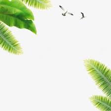 夏日椰子树叶沙滩海滩免抠素材免费下载 素材fxnxuwepj 新图网 plant leaves plants leaves