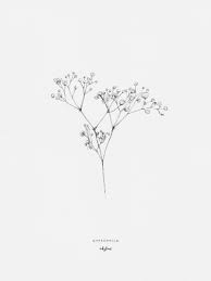 Baby and 39 s breath flower tattoo meaning. Flowers Gypsophila Baby Breath Tattoo Flower Sketches Flower Tattoos