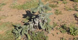 But some people are finding new ways to. Cochineal Bug Doing The Job On Coral Cactus Queensland Country Life Queensland