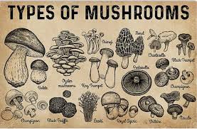 Check spelling or type a new query. 10 Best Mushroom Growing Kits And How To Grow Mushrooms